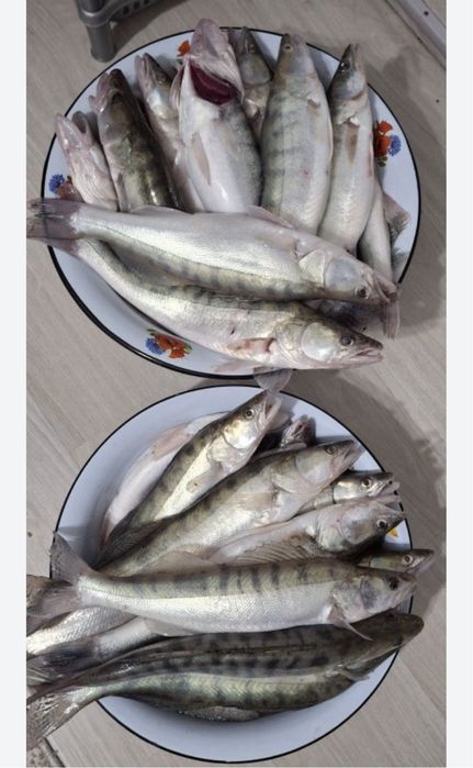 судак (көксерке)