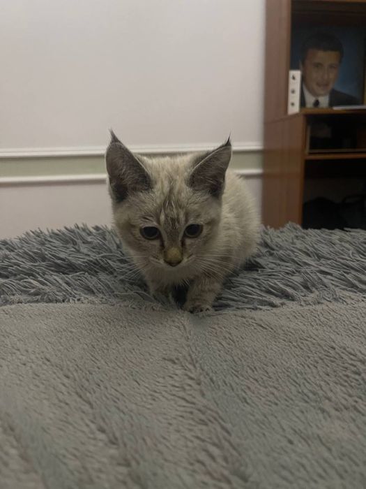 Голубо глазная красивая кошка