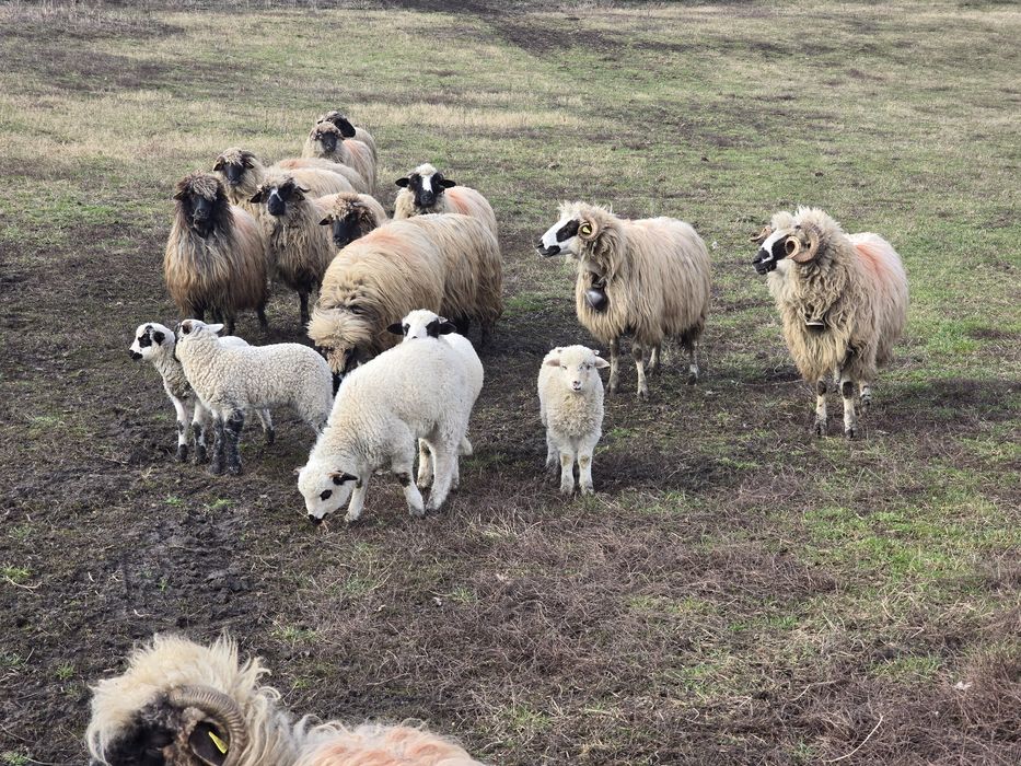 Vand 12 oi tinere cu miei