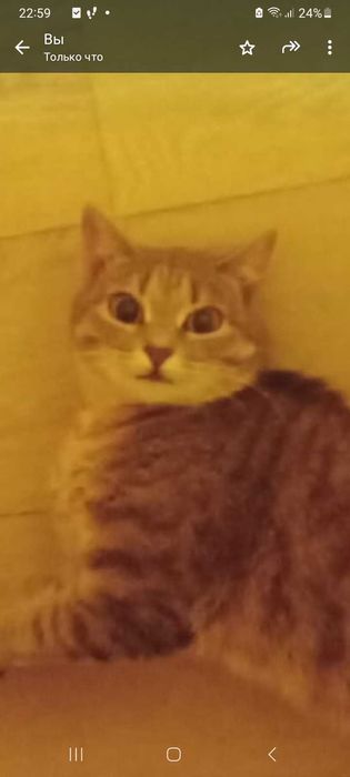 Отдам кошку в добрые руки