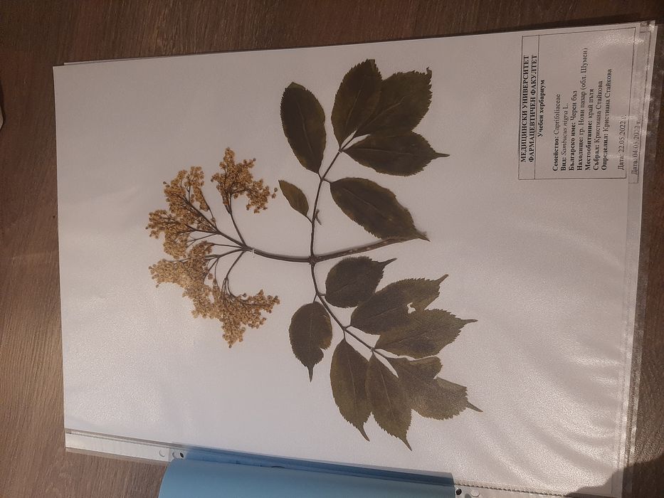 Растения за учебен хербарий
