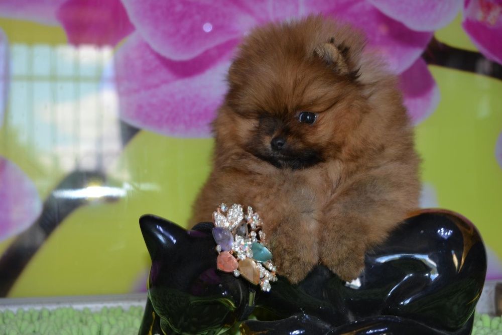 шпицы разных окрасов