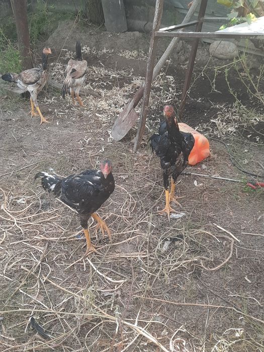 Продам цыплят хороших кровей