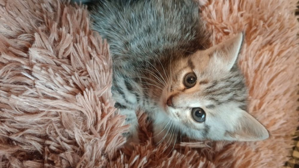 Отдам котят бесплатно