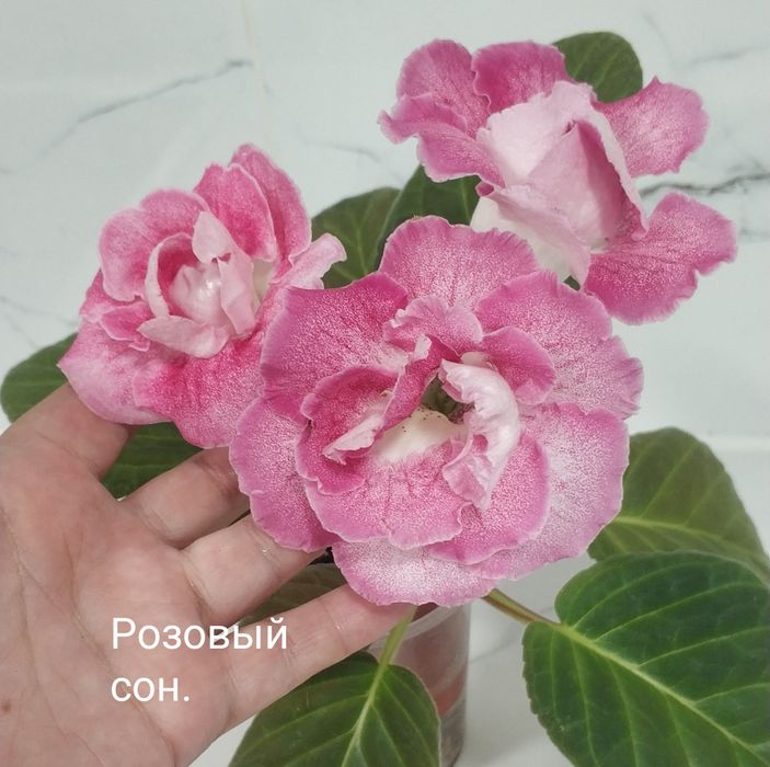 Глоксинии в роспуске.