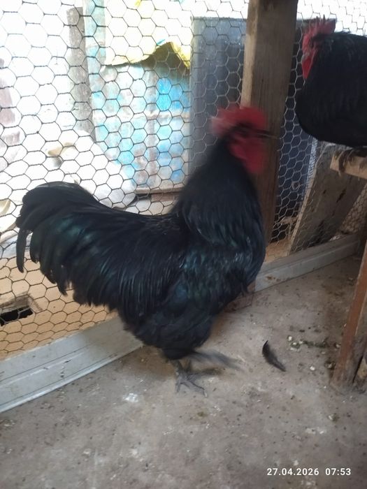 Продам петухов астролоп