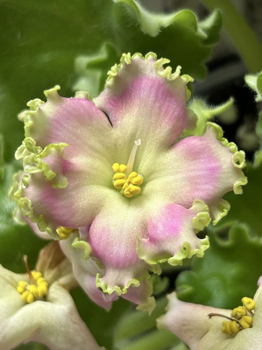 Фиалки сортовые. Детки