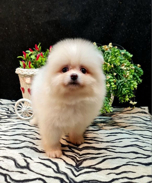 Шпиц померанский бронь