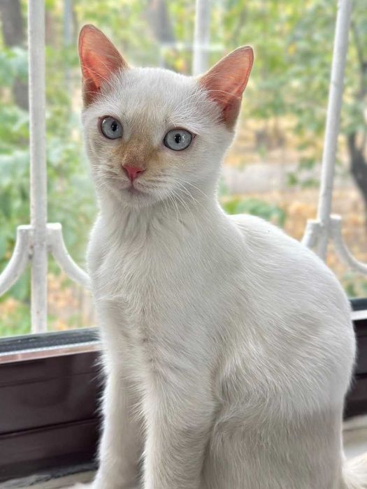 Белый котенок бесплатно