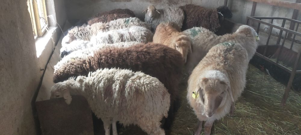 Продам Баран тохты откорм цена 75 тысяч