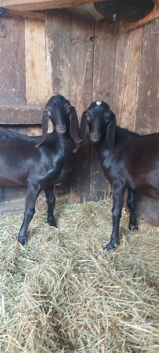 Capra cu lapte alpina