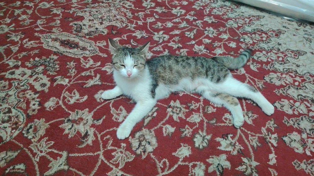 Mushuk  xadyaga  beramiz