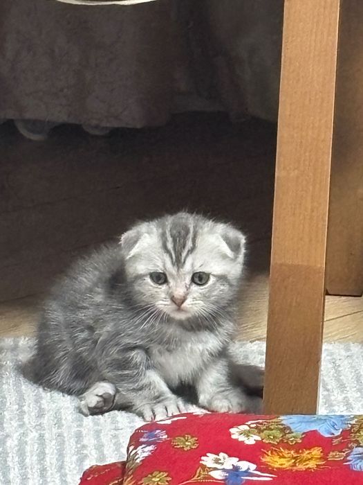 Продам котенка шотландец вислоухий