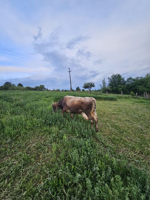 Vand vaca cu lapte, fatata de 3 luni