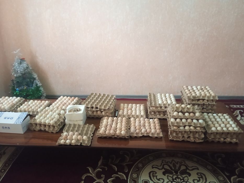 Инкуботорга куйиб жужа очириш учун