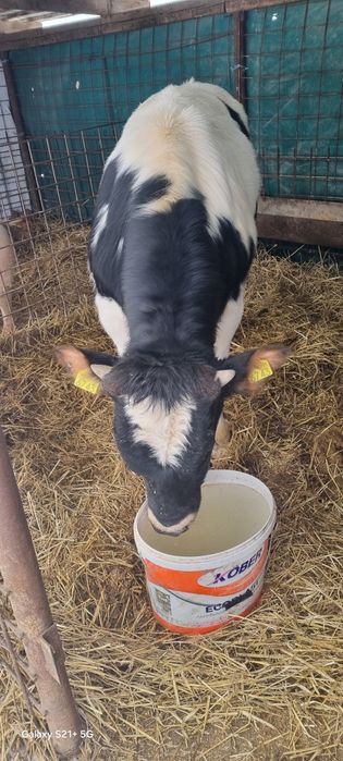 Vând tăuraș  frumos