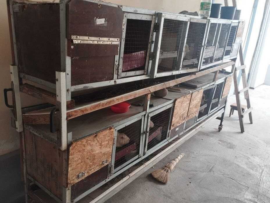 Quyon uchun in katak