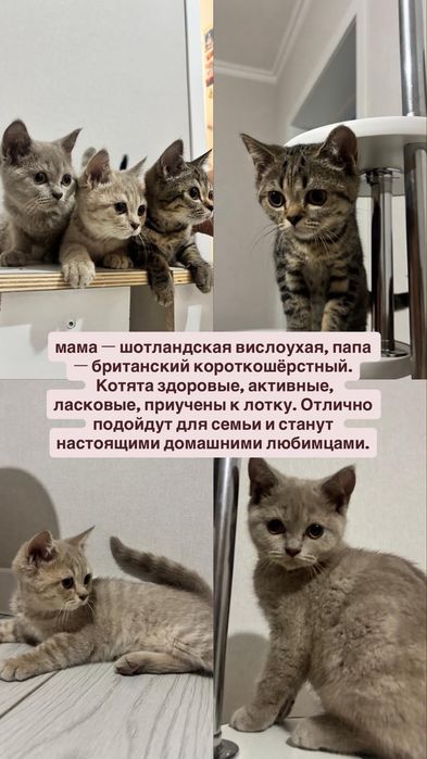 Кошки шатландские