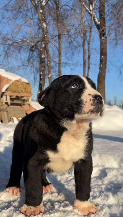 среднеазиатская овчарка