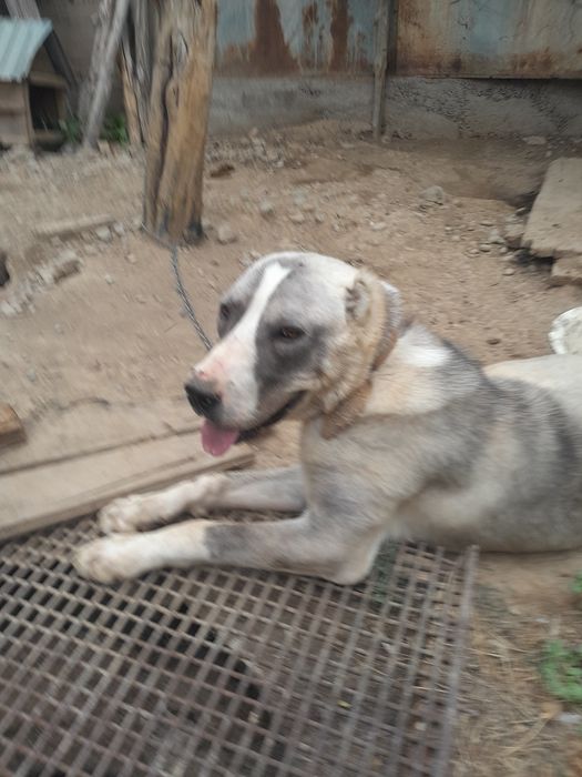 Алабай ит,собака