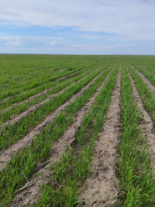 Semanatoare direct in miriste - strip till - 4 m Mzuri Pro Till
