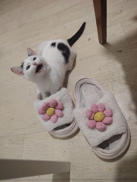 Замечательный котенок ищет  дом