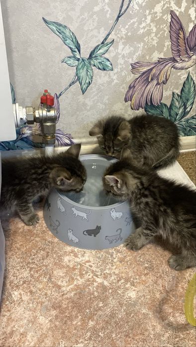 Котенок ищет дом