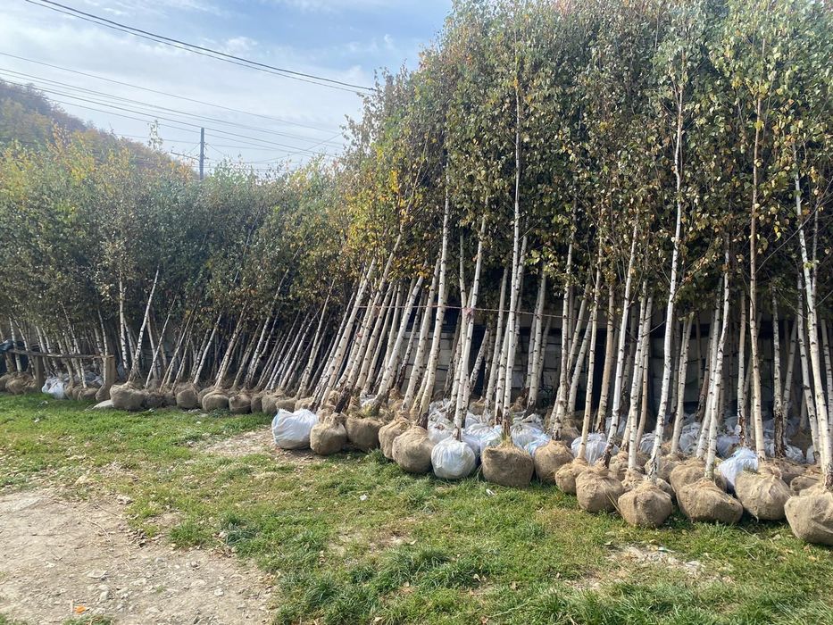 Mesteacăn avem mai multe dimensiuni Transport gratuit