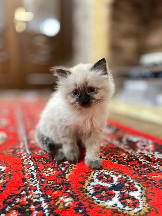 Siamskiy mushuk 50 kunlik