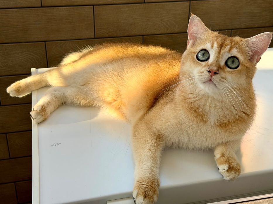 Отдам кота в хорошие руки