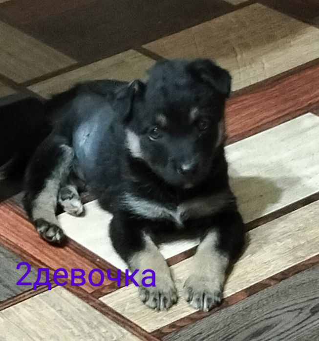 Щенки девочки бесплатно