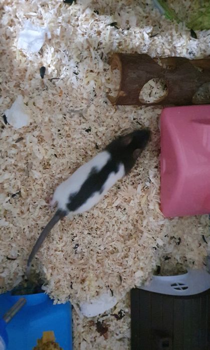 Cușcă cu șobolani de companie