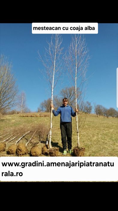 Mesteacan alb, tei argintiu, frasin, artar verde, carpen, paltin