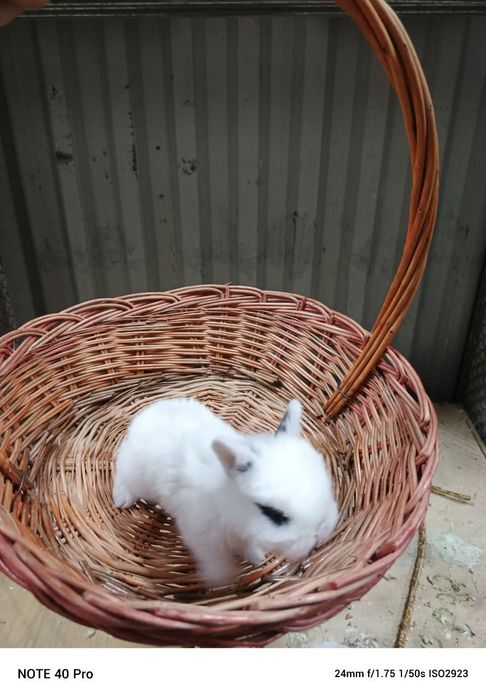 кролики карликовые оптом