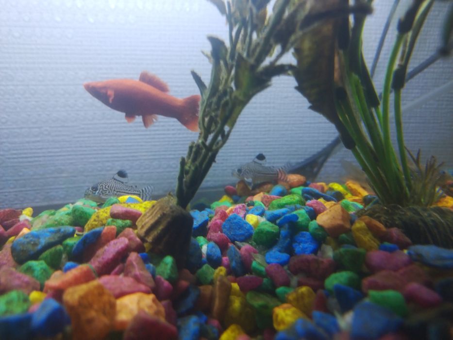 Аквариум с рыбками 40 л