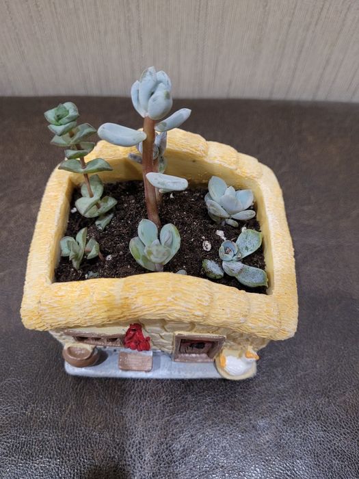 Суккулентные растения, сочные красивые разные