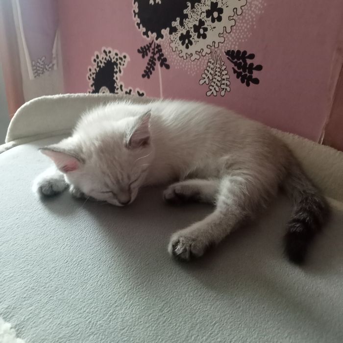 Отдам котят в надёжные добрые руки.