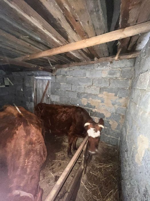 Продаю коровы  пи