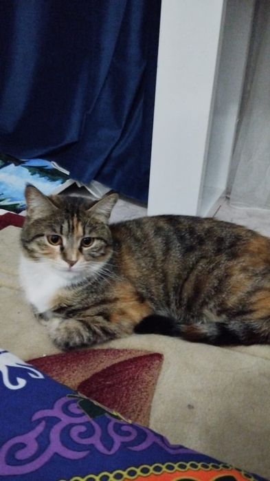 Кошка добрая и воспитанная