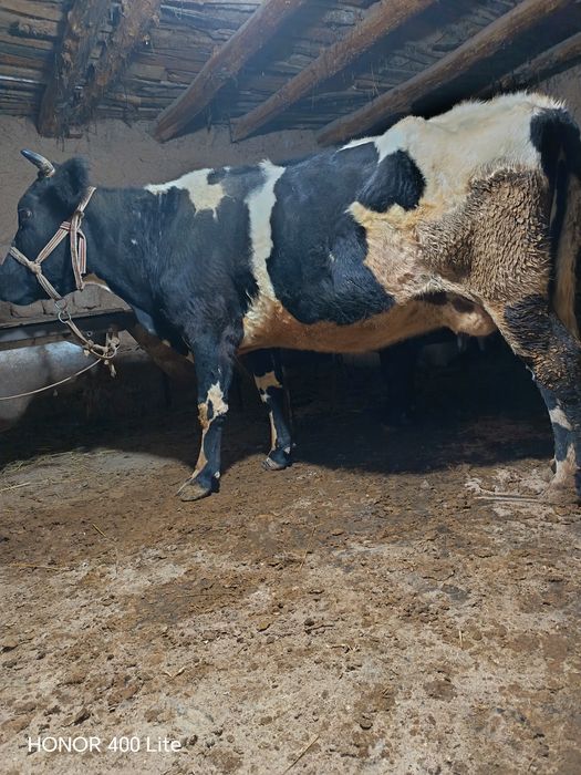 Mesni sigir sotiladi