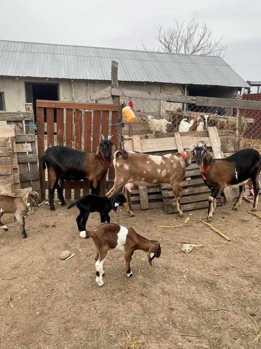 Vand Tap Anglonubian si Capre