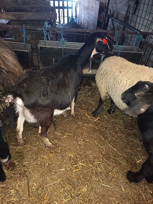 Capre fatate cu iezi