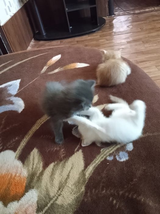 Котята 4 мальчика , 1 девочка .