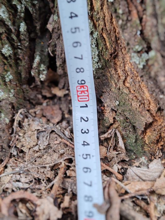 Черница в перфектно състояние