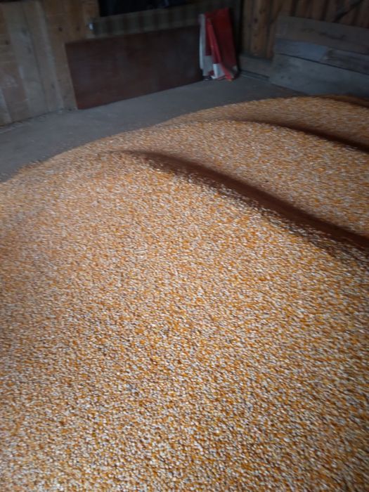 VIND GRAUNTE  PIONER   90 95 foarte uscate cu umiditate 16  ,17