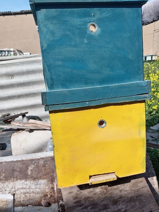 Asal ari yashigi yangi