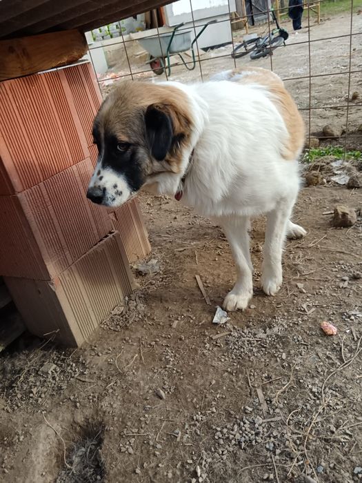 Donez câine vaccinat și sterilizat