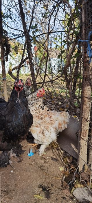 Familie de găini 8+1