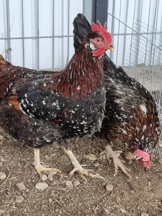 Oua incubat de gaina rasa italiana portelan