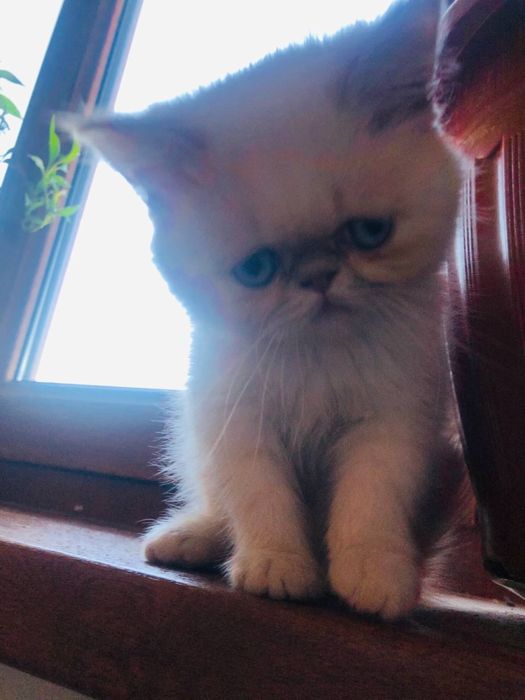 Чистокровный экзот